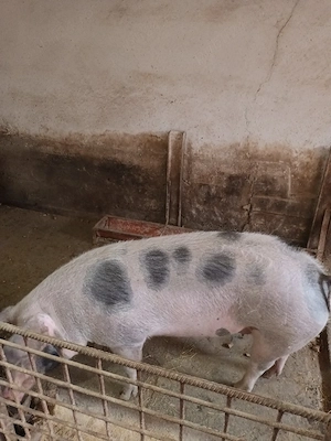porc de vanzare - imagine 4