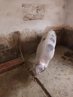 porc de vanzare - imagine 3