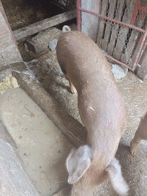 Porci duroc 