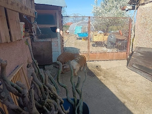 Porci duroc  - imagine 3