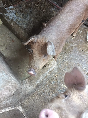 Porci duroc  - imagine 5