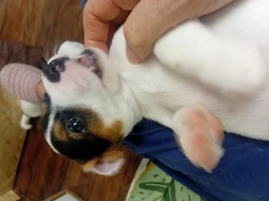 Pui Jack Russell terrier tricolori - imagine 3
