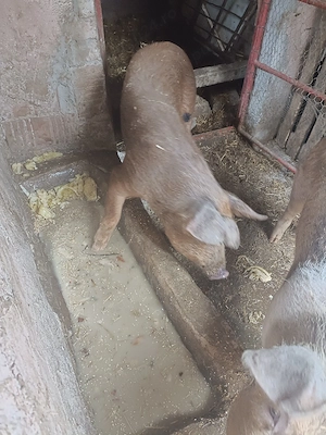 Porci duroc  - imagine 4