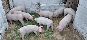 Purcei 8 săptămâni  - imagine 2