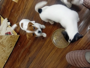 Pui Jack Russell terrier tricolori