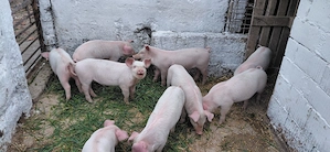 Purcei 8 săptămâni 