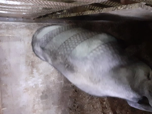 Pentru cine se respectă și își permite - imagine 4