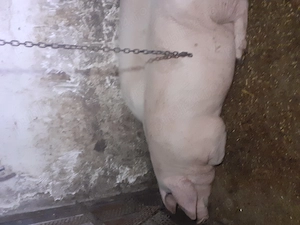 Pentru cine se respectă și își permite - imagine 2