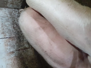 Pentru cine se respectă și își permite - imagine 3