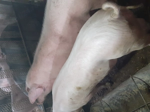 Pentru cine se respectă și își permite - imagine 5