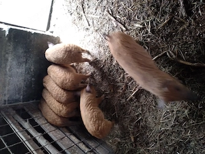 Purcei si grasuni de vanza. - imagine 3