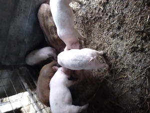 Purcei si grasuni de vanza. - imagine 2