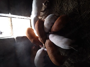 Purcei si grasuni de vanza.