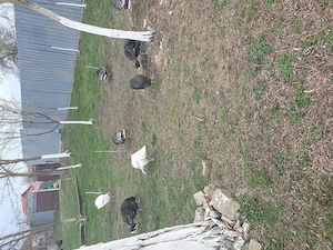 Vând oua de curca pt incubat  - imagine 2