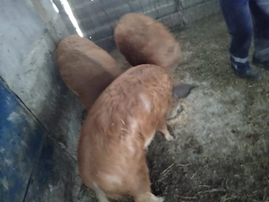 Porci de vânzare mangalita  - imagine 2