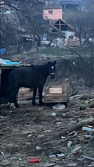 vand sau schimb cu iapa  - imagine 4