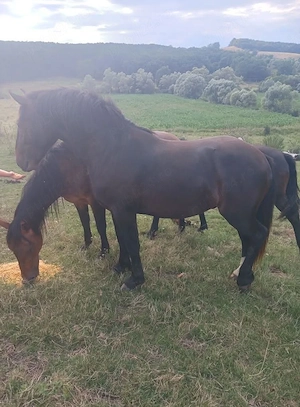 vand sau schimb cu iapa 