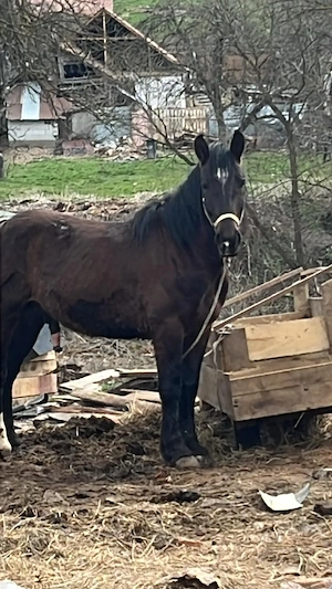 vand sau schimb cu iapa  - imagine 2