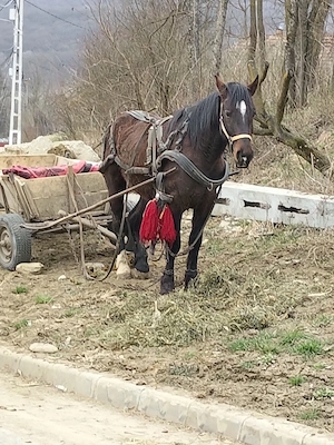 vand sau schimb cu iapa  - imagine 3