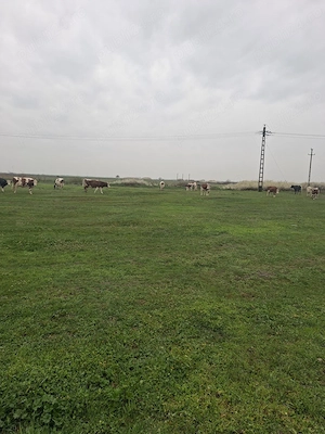 Vand 10 vaci cu lapte