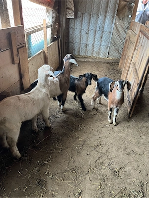 Iede de vânzare - imagine 5