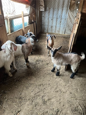 Iede de vânzare - imagine 4