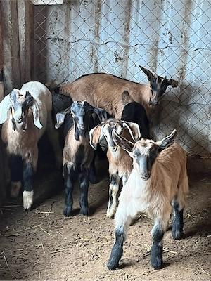 Iede de vânzare - imagine 2