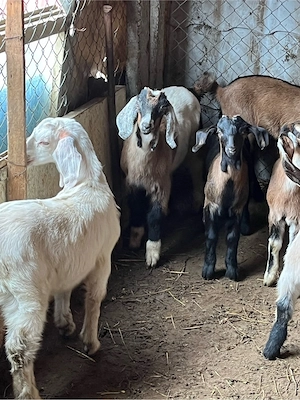 Iede de vânzare - imagine 3