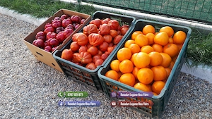 Rasaduri Legume : Rasad de rosii tomate ardei vinete castraveti varza