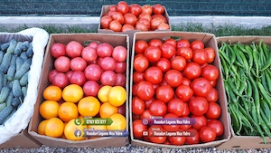 Rasaduri Legume : Rasad de rosii tomate ardei vinete castraveti varza - imagine 6