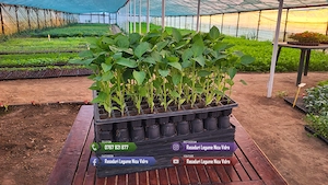 Rasaduri Legume : Rasad de rosii tomate ardei vinete castraveti varza - imagine 4