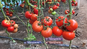 Rasaduri Legume : Rasad de rosii tomate ardei vinete castraveti varza - imagine 5