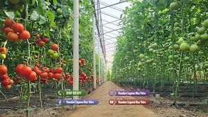 Rasaduri Legume : Rasad de rosii tomate ardei vinete castraveti varza - imagine 7