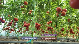 Rasaduri Legume : Rasad de rosii tomate ardei vinete castraveti varza - imagine 8