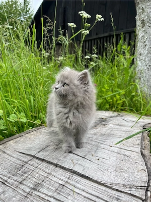 British Longhair - imagine 5