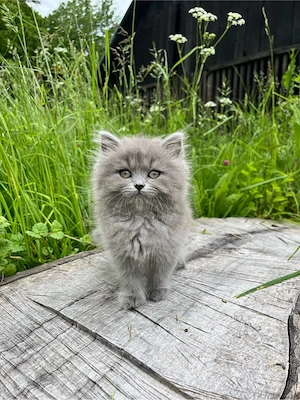 British Longhair - imagine 3