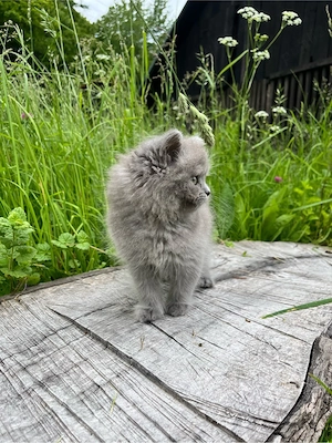 British Longhair - imagine 4