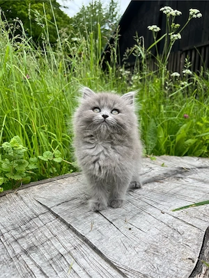 British Longhair - imagine 2