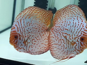 Discusi,Corydoras,Ancistrusi,Creveti - imagine 2