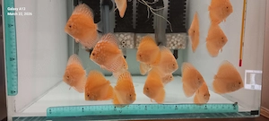 Discusi,Corydoras,Ancistrusi,Creveti