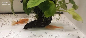 Discusi,Corydoras,Ancistrusi,Creveti - imagine 3