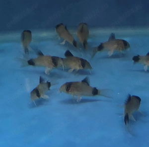 Discusi,Corydoras,Ancistrusi,Creveti - imagine 4