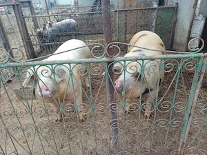 vand porci tineri de taiat  - imagine 3