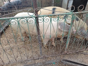 vand porci tineri de taiat  - imagine 2