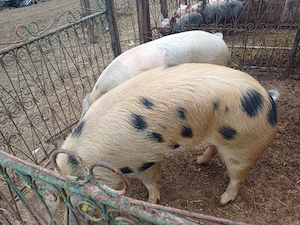 vand porci tineri de taiat  - imagine 4