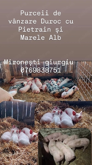 Purceii de vânzare Duroc cu Pietrain și Marele Alb 