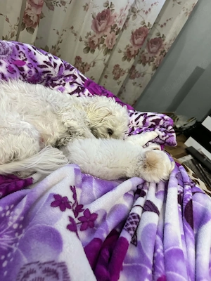 Bichon maltez 7 saptamani  - imagine 2