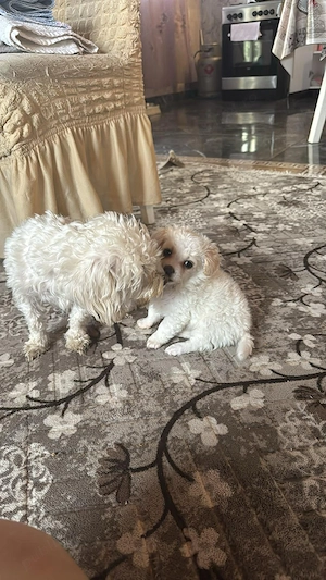 Bichon maltez 7 saptamani  - imagine 3