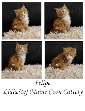 Maine Coon pisicuti cu Pedigree WCF-Magnificats-Felisa Timisoara - imagine 5