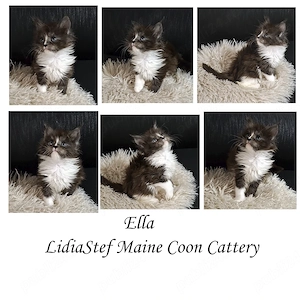 Maine Coon pisicuti cu Pedigree WCF-Magnificats-Felisa Timisoara - imagine 2